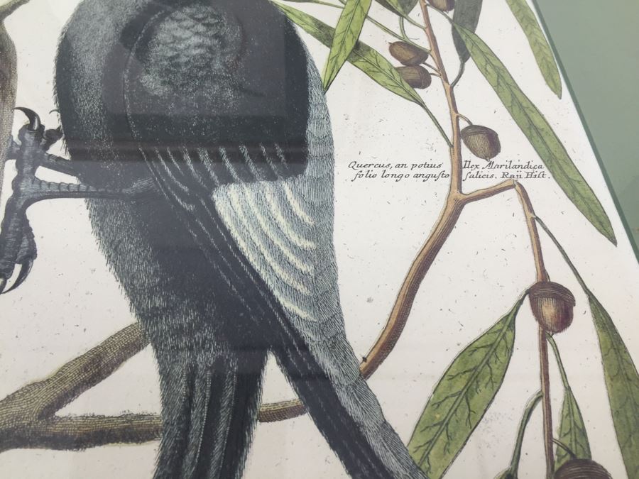 Nice Set Of Four Framed Bird Prints [Photo 21]