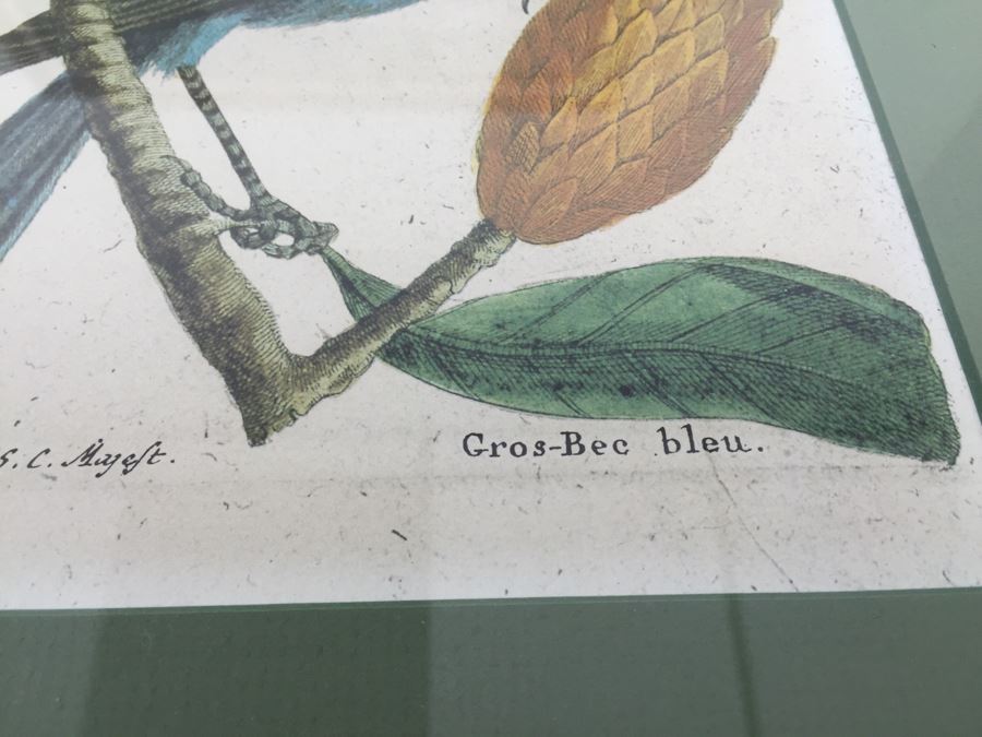 Nice Set Of Four Framed Bird Prints [Photo 14]