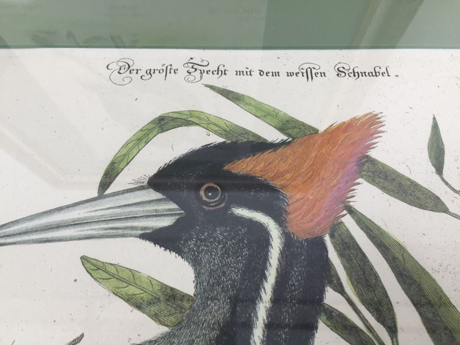 Nice Set Of Four Framed Bird Prints [Photo 18]