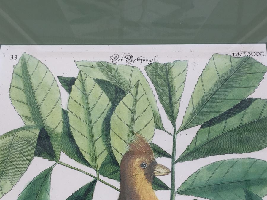 Nice Set Of Four Framed Bird Prints [Photo 4]