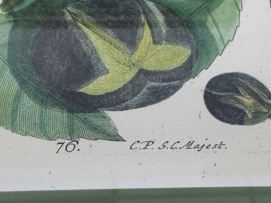 Nice Set Of Four Framed Bird Prints [Photo 8]