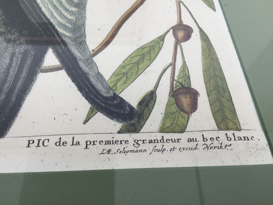 Nice Set Of Four Framed Bird Prints [Photo 22]