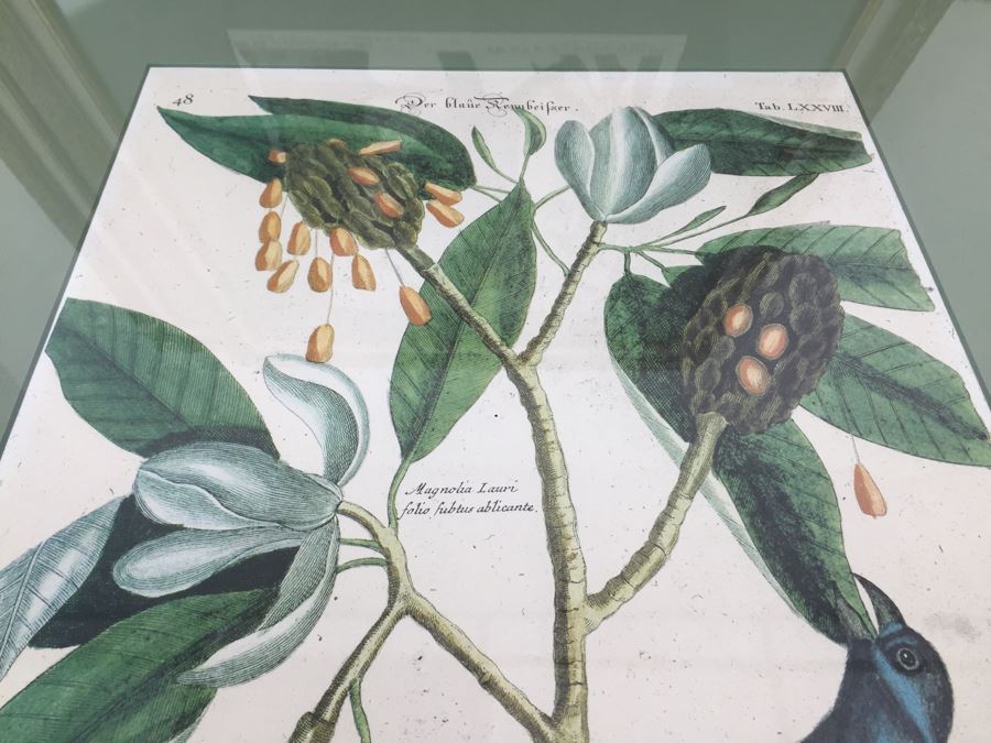 Nice Set Of Four Framed Bird Prints [Photo 13]