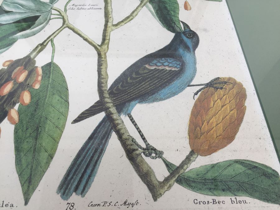 Nice Set Of Four Framed Bird Prints [Photo 12]