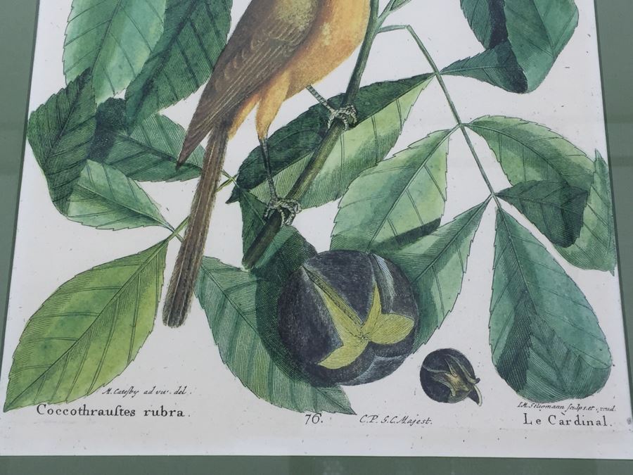 Nice Set Of Four Framed Bird Prints [Photo 6]