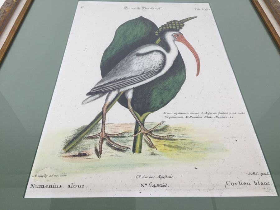 Nice Set Of Four Framed Bird Prints [Photo 24]