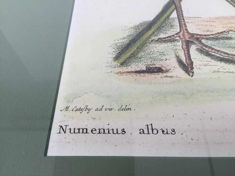 Nice Set Of Four Framed Bird Prints [Photo 31]