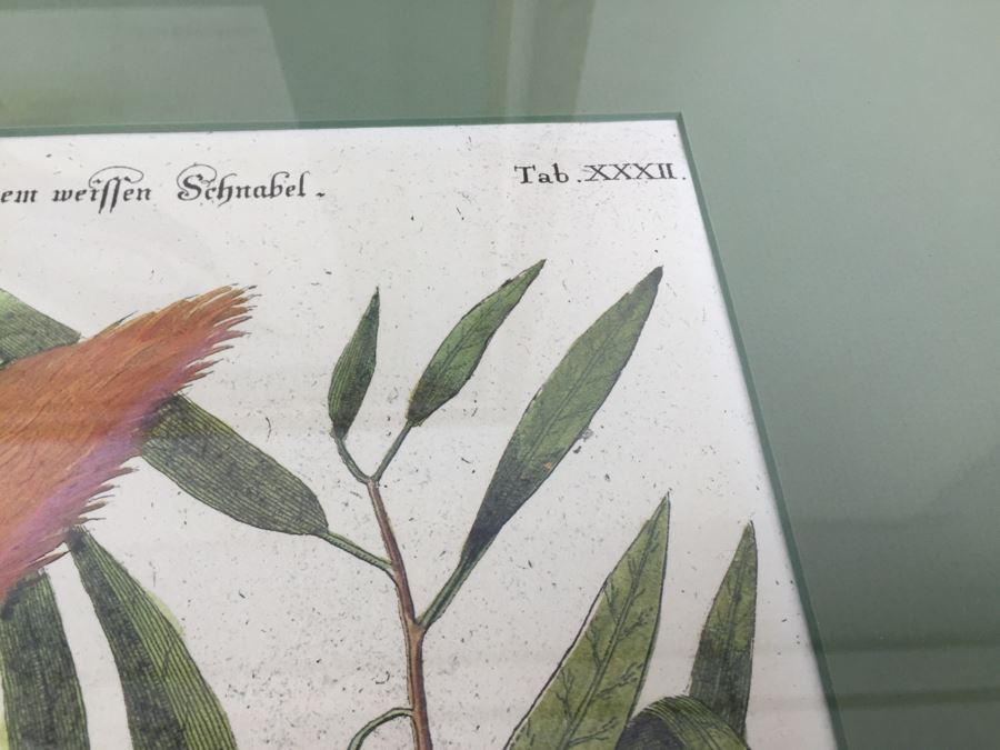 Nice Set Of Four Framed Bird Prints [Photo 19]