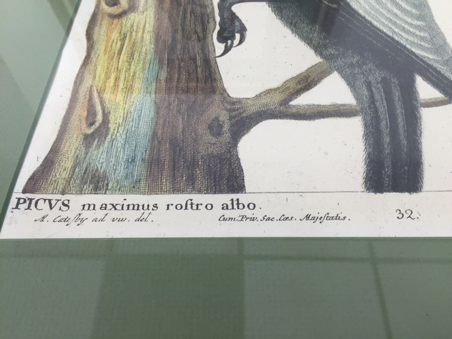 Nice Set Of Four Framed Bird Prints [Photo 23]