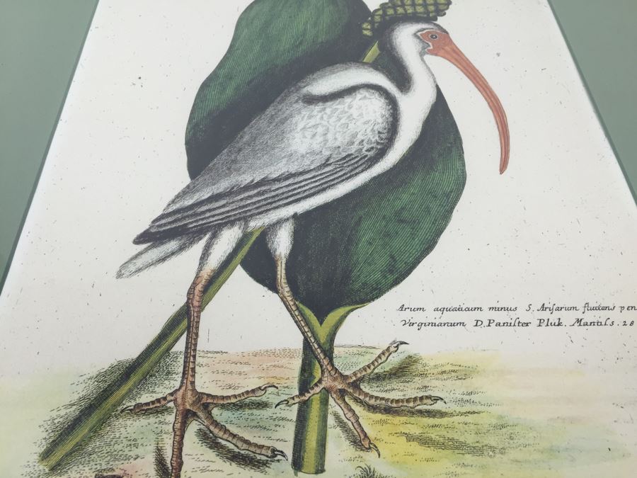 Nice Set Of Four Framed Bird Prints [Photo 28]