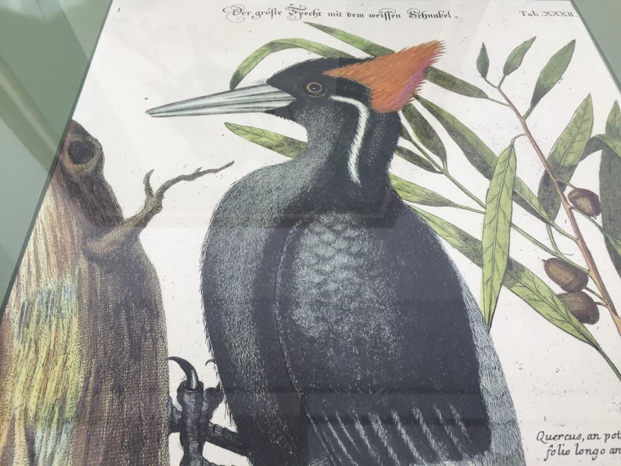 Nice Set Of Four Framed Bird Prints [Photo 20]