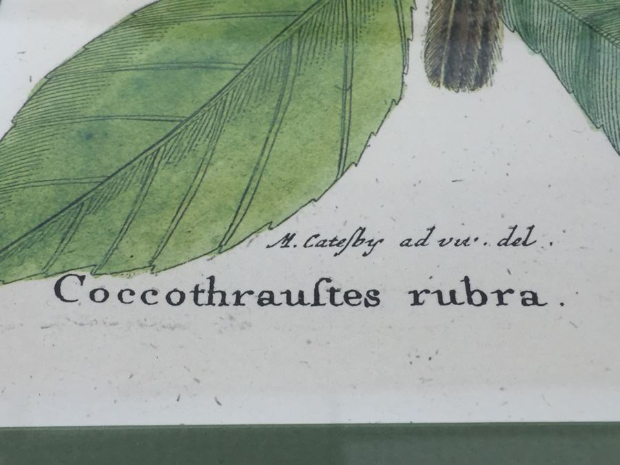 Nice Set Of Four Framed Bird Prints [Photo 7]