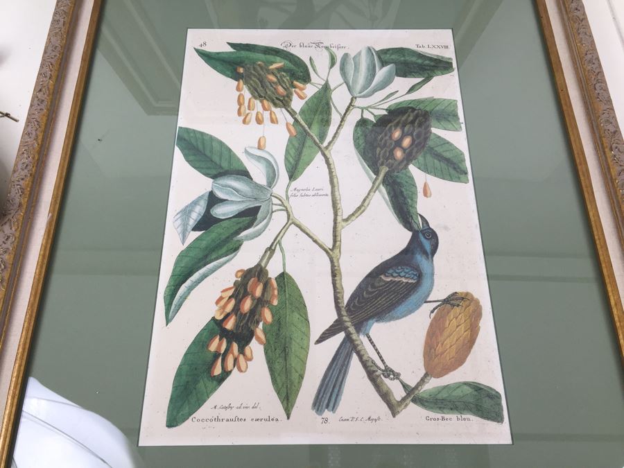 Nice Set Of Four Framed Bird Prints [Photo 3]
