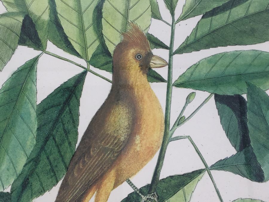 Nice Set Of Four Framed Bird Prints [Photo 5]