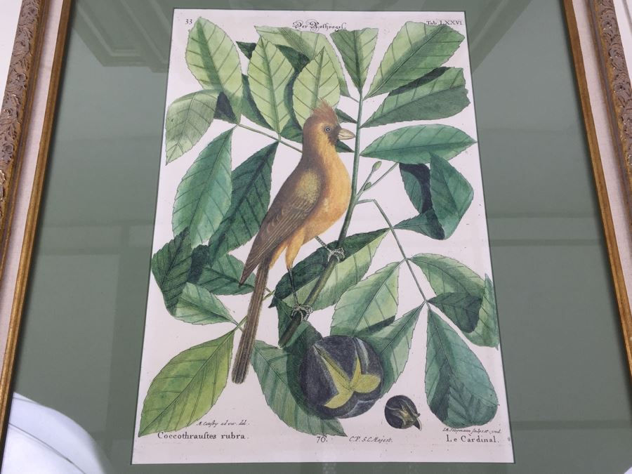 Nice Set Of Four Framed Bird Prints [Photo 2]