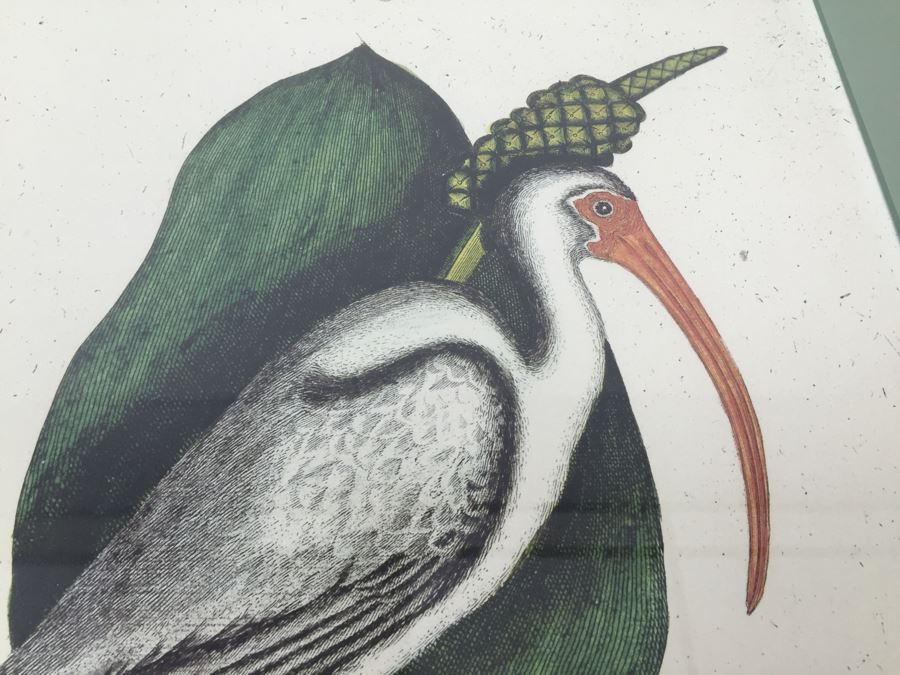 Nice Set Of Four Framed Bird Prints [Photo 27]