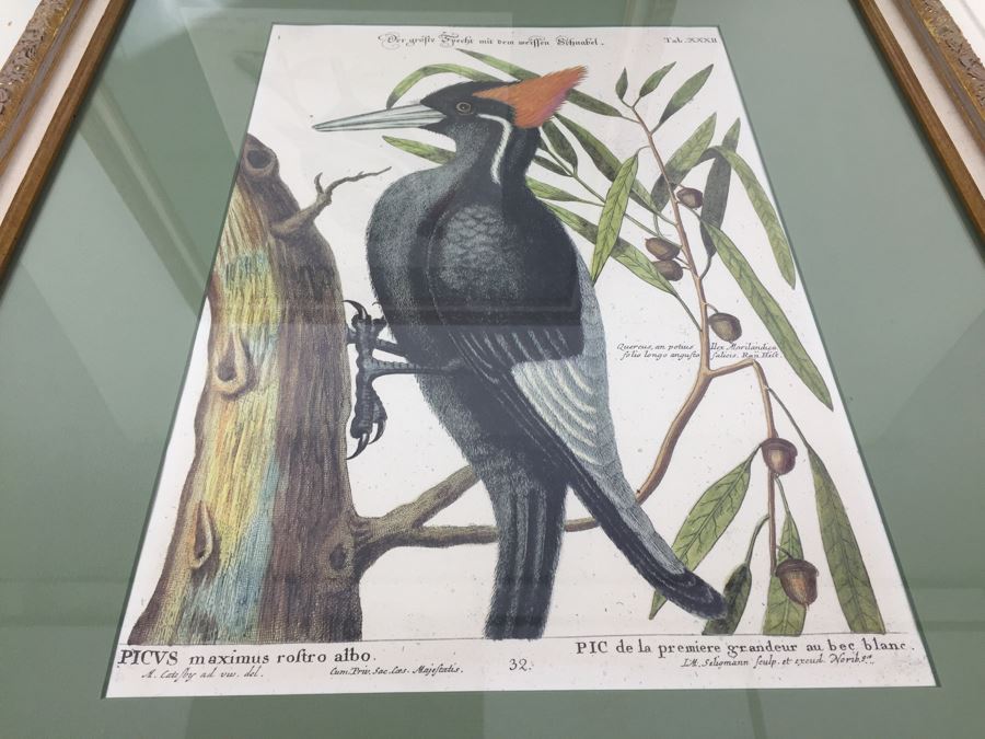 Nice Set Of Four Framed Bird Prints [Photo 17]