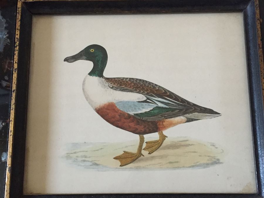 Vintage Set Of 4 Framed Beverley R Morris Bird Hand Colored Prints [Photo 14]