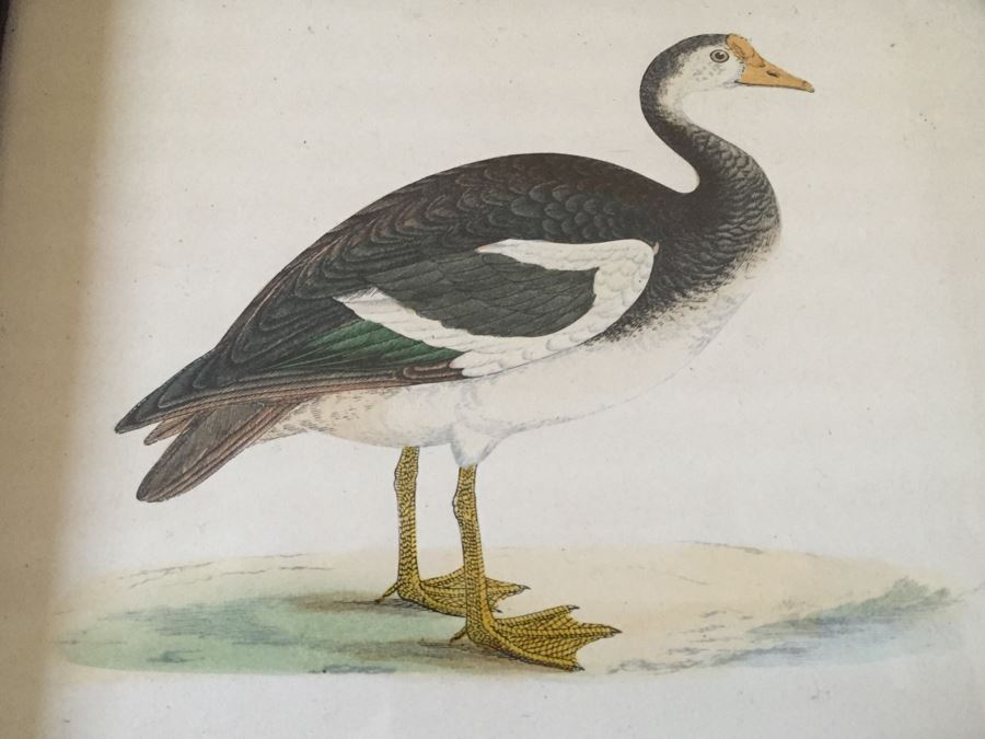 Vintage Set Of 4 Framed Beverley R Morris Bird Hand Colored Prints [Photo 6]