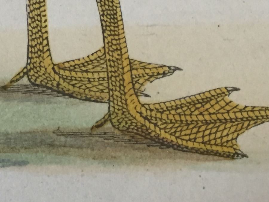 Vintage Set Of 4 Framed Beverley R Morris Bird Hand Colored Prints [Photo 7]