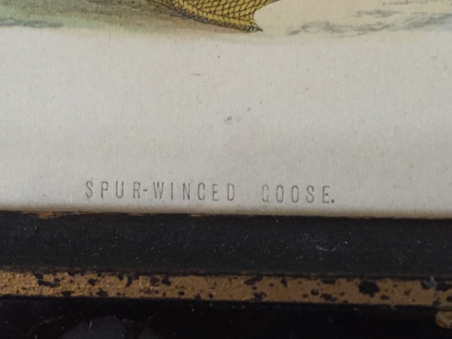 Vintage Set Of 4 Framed Beverley R Morris Bird Hand Colored Prints [Photo 5]