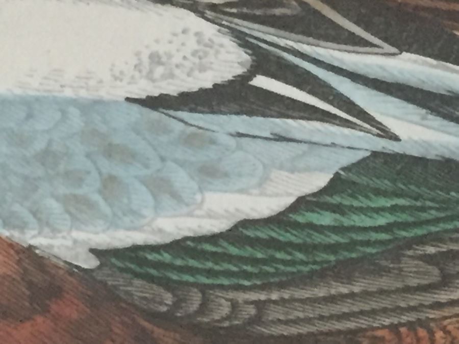 Vintage Set Of 4 Framed Beverley R Morris Bird Hand Colored Prints [Photo 20]