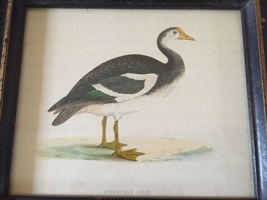 Vintage Set Of 4 Framed Beverley R Morris Bird Hand Colored Prints [Photo 3]