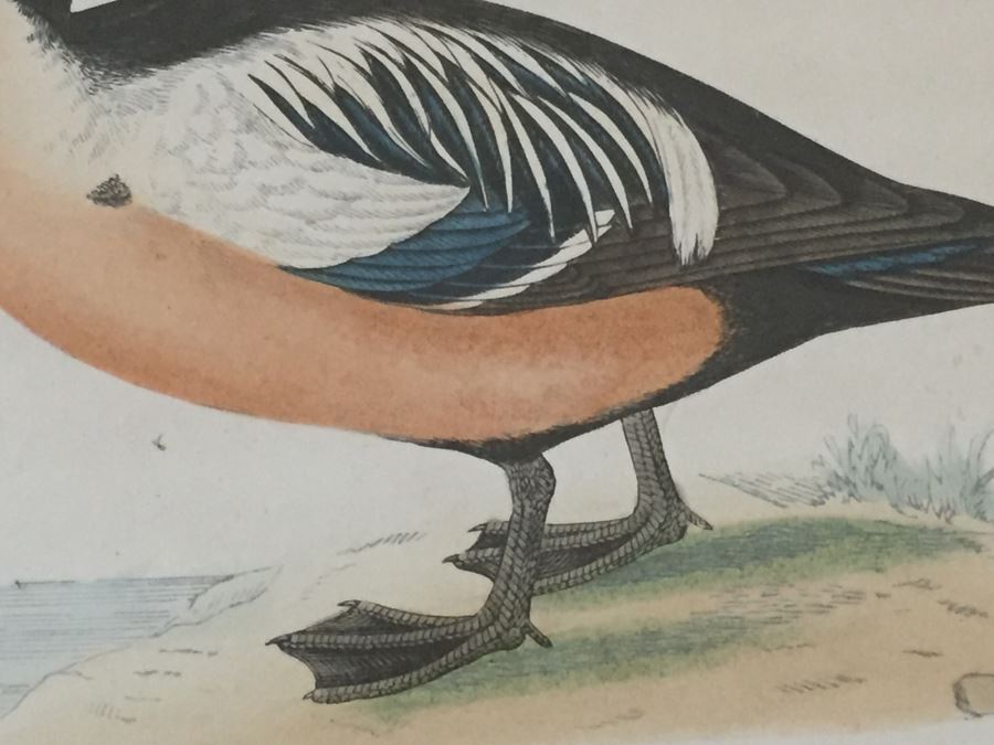 Vintage Set Of 4 Framed Beverley R Morris Bird Hand Colored Prints [Photo 12]