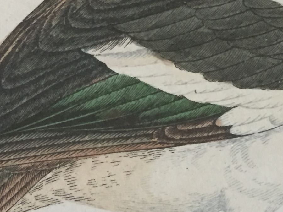 Vintage Set Of 4 Framed Beverley R Morris Bird Hand Colored Prints [Photo 8]