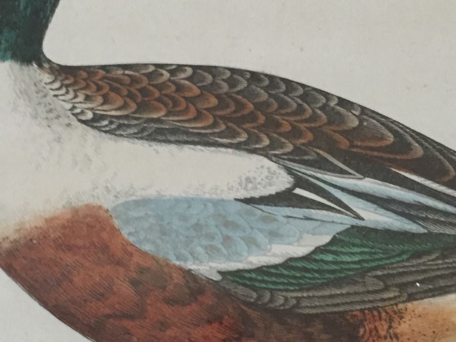 Vintage Set Of 4 Framed Beverley R Morris Bird Hand Colored Prints [Photo 19]