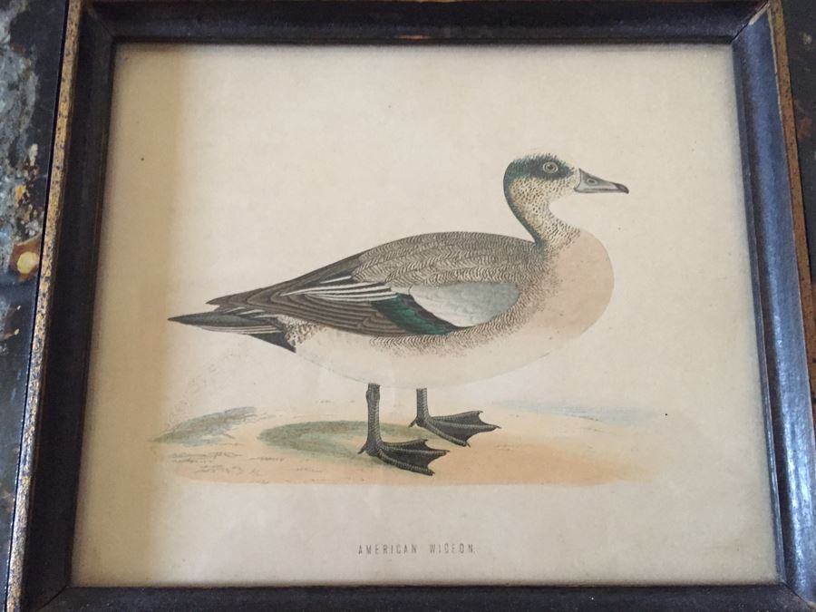Vintage Set Of 4 Framed Beverley R Morris Bird Hand Colored Prints [Photo 23]