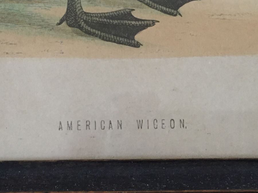 Vintage Set Of 4 Framed Beverley R Morris Bird Hand Colored Prints [Photo 25]