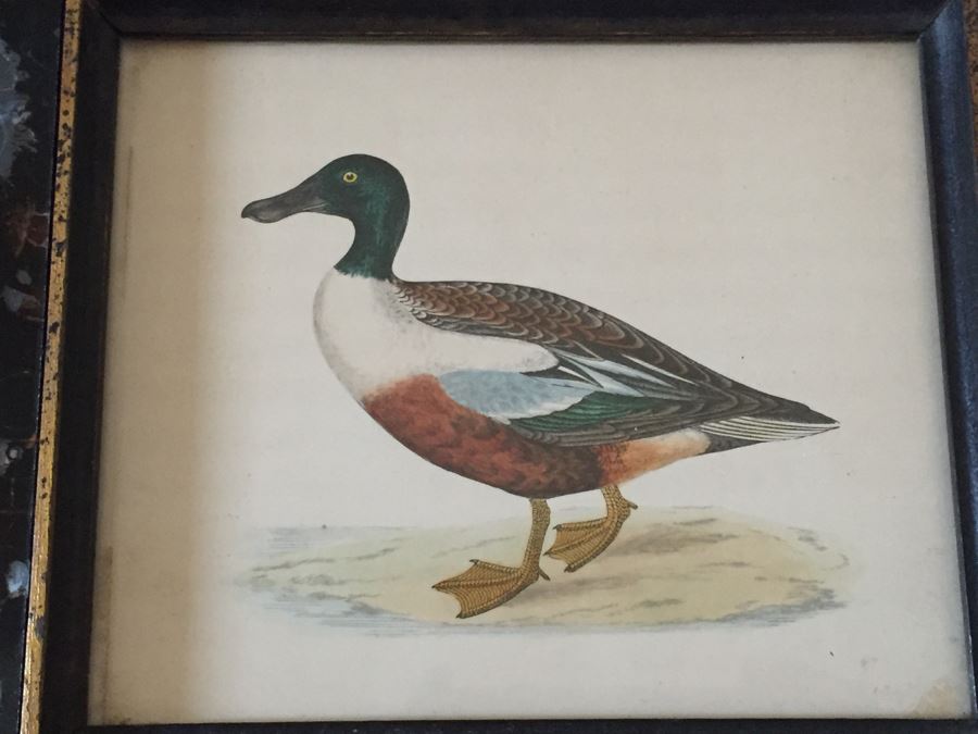 Vintage Set Of 4 Framed Beverley R Morris Bird Hand Colored Prints [Photo 16]