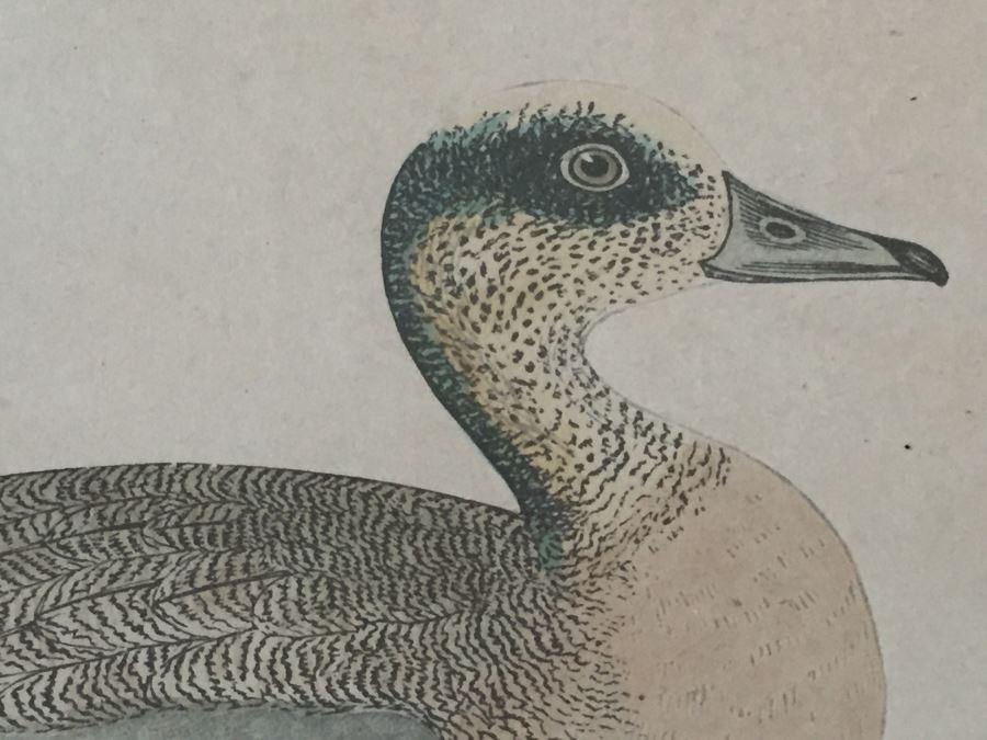 Vintage Set Of 4 Framed Beverley R Morris Bird Hand Colored Prints [Photo 27]