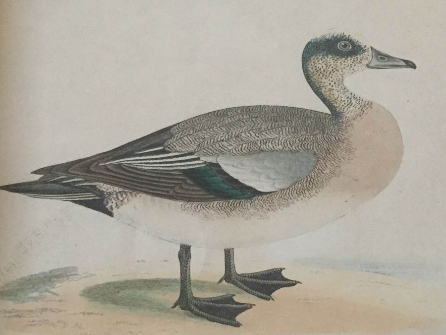 Vintage Set Of 4 Framed Beverley R Morris Bird Hand Colored Prints [Photo 26]