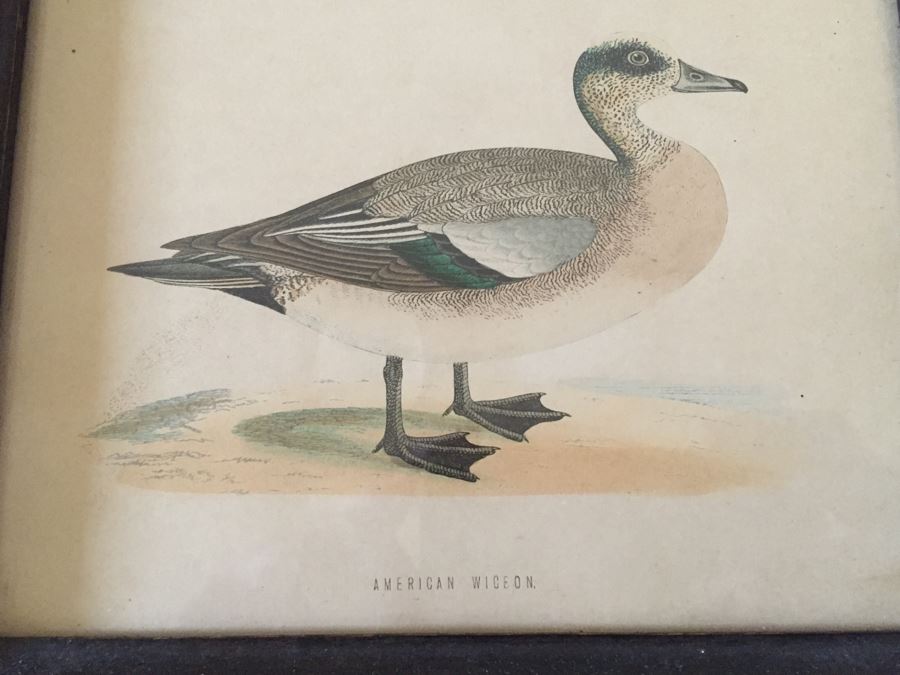 Vintage Set Of 4 Framed Beverley R Morris Bird Hand Colored Prints [Photo 24]