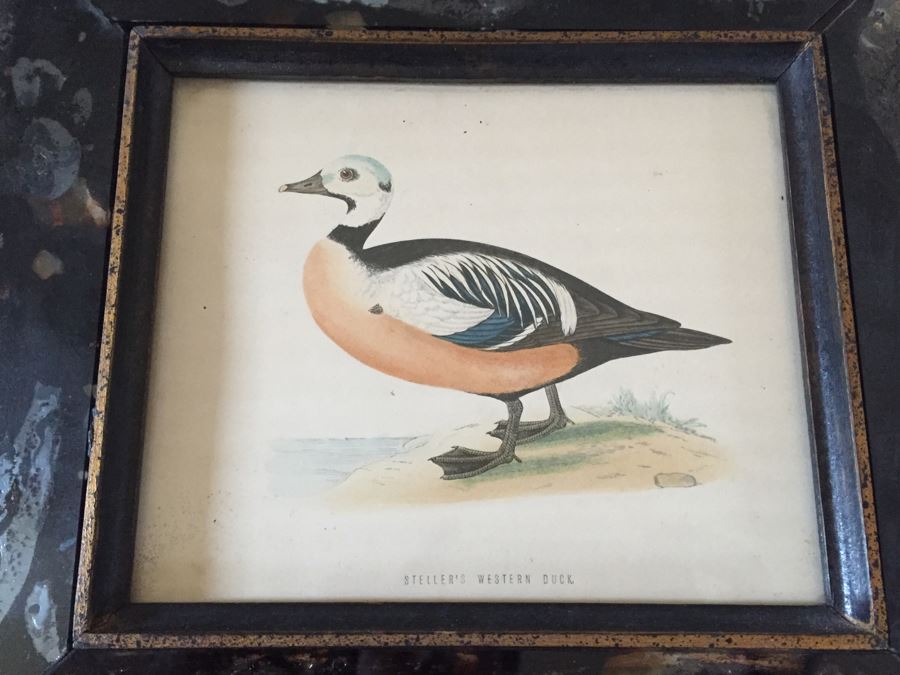 Vintage Set Of 4 Framed Beverley R Morris Bird Hand Colored Prints [Photo 10]
