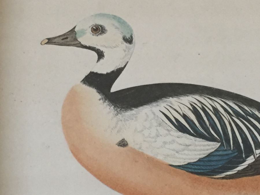 Vintage Set Of 4 Framed Beverley R Morris Bird Hand Colored Prints [Photo 13]