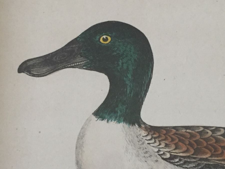 Vintage Set Of 4 Framed Beverley R Morris Bird Hand Colored Prints [Photo 18]