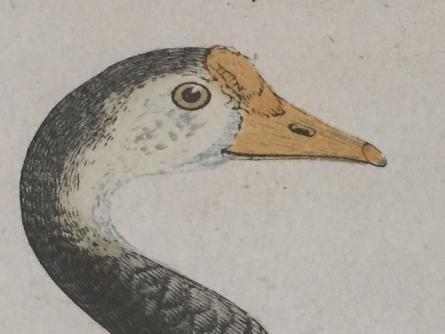 Vintage Set Of 4 Framed Beverley R Morris Bird Hand Colored Prints [Photo 9]