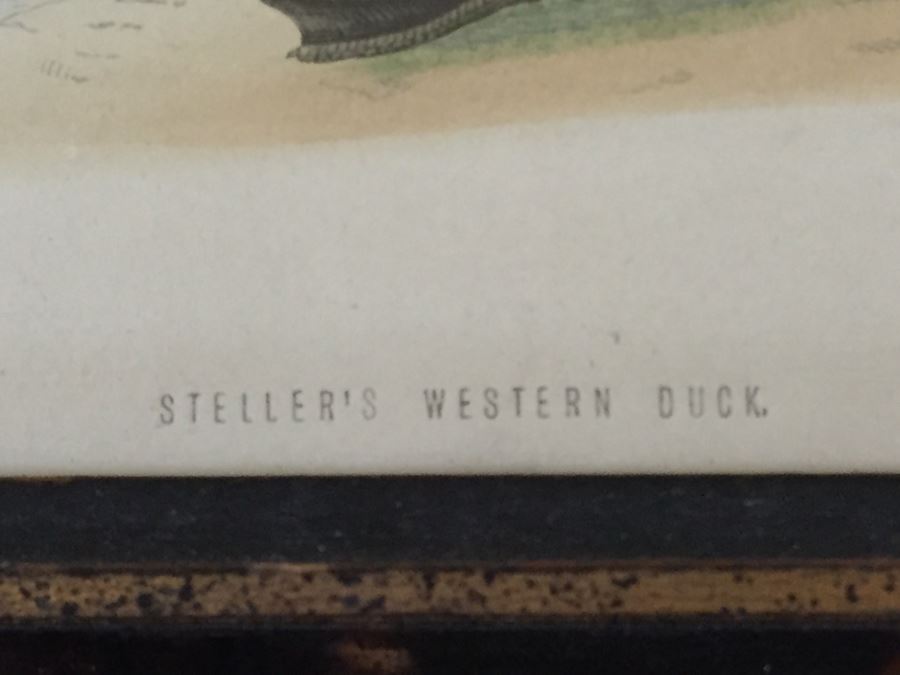 Vintage Set Of 4 Framed Beverley R Morris Bird Hand Colored Prints [Photo 11]