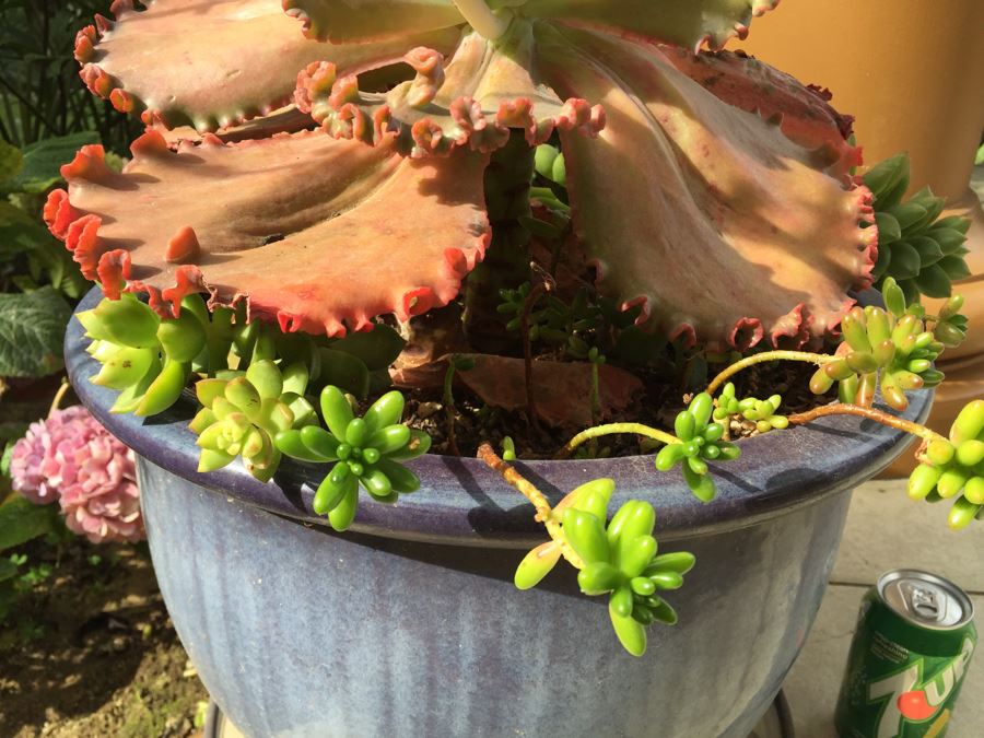 Large Outdoor Pot With Succulents [Photo 6]