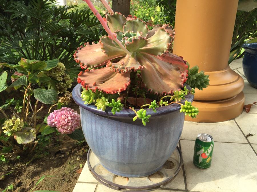 Large Outdoor Pot With Succulents [Photo 7]