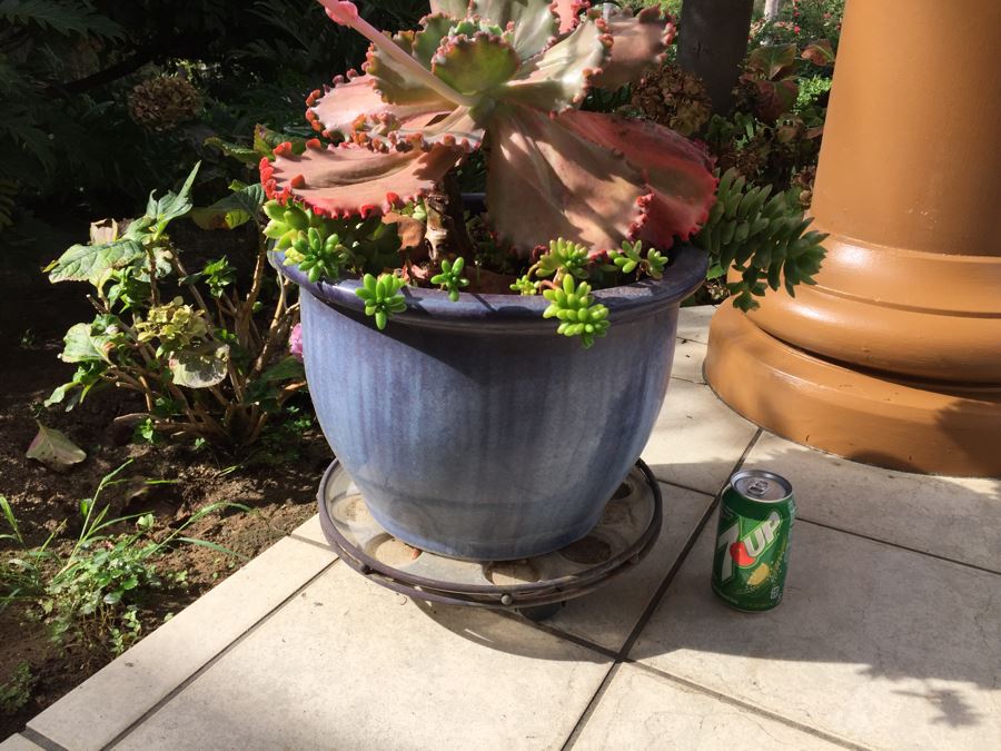 Large Outdoor Pot With Succulents [Photo 1]