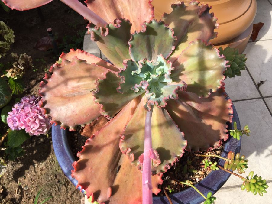 Large Outdoor Pot With Succulents [Photo 3]