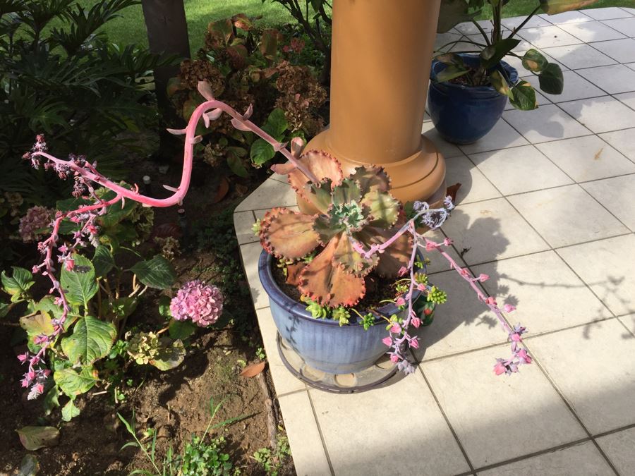 Large Outdoor Pot With Succulents [Photo 5]