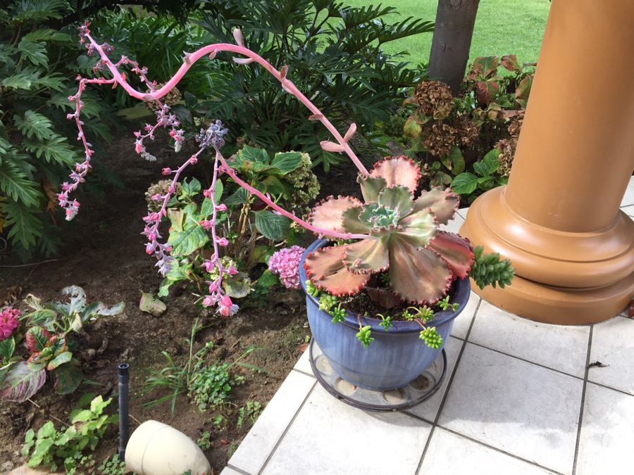 Large Outdoor Pot With Succulents [Photo 4]