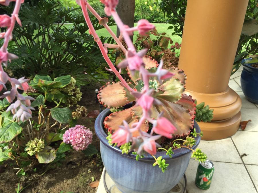 Large Outdoor Pot With Succulents [Photo 8]