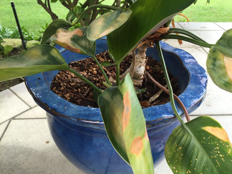 Large Outdoor Pot With Plant [Photo 3]