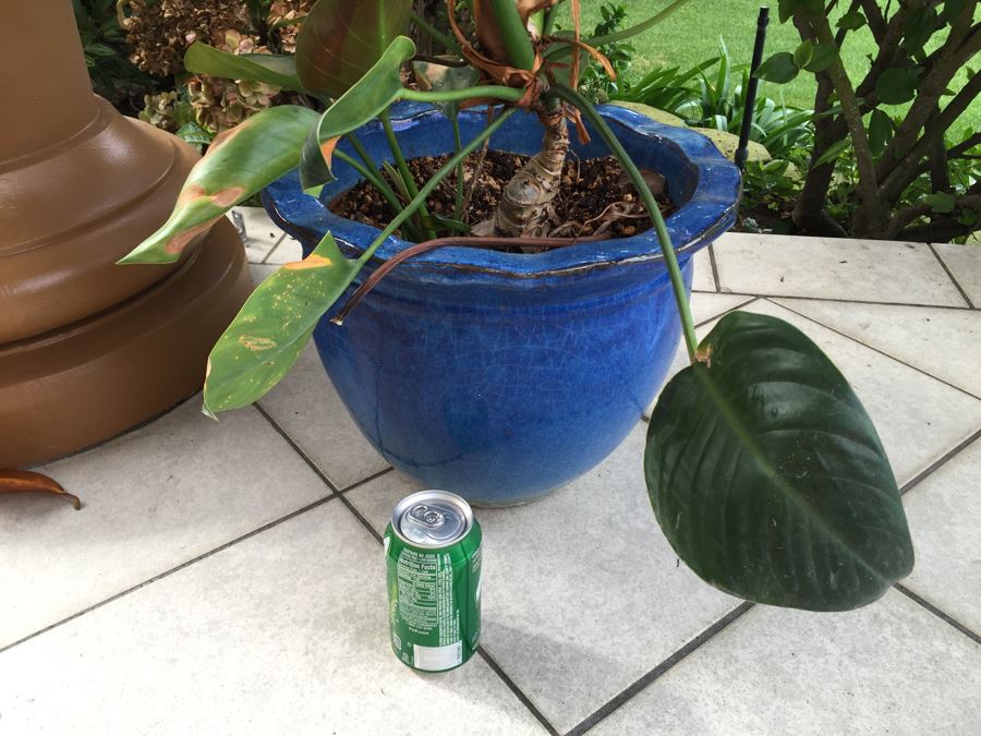 Large Outdoor Pot With Plant [Photo 5]